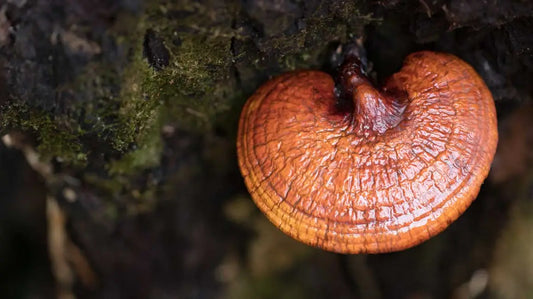 Unlocking the Secrets of Reishi Mushrooms: A Comprehensive Guide to Their Remarkable Health Benefits